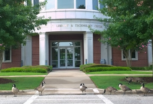 Geese at the library
